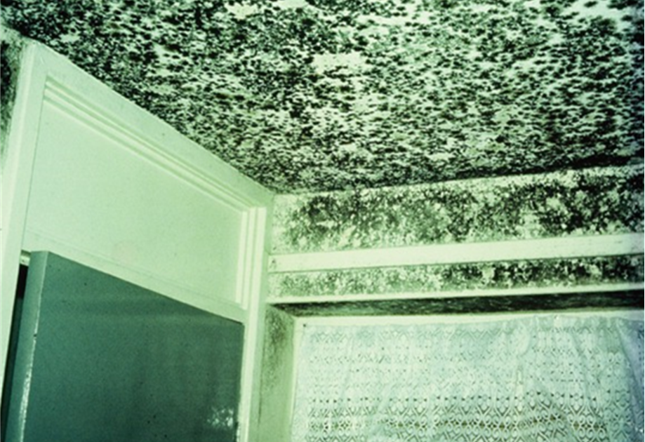 Internal Fungicidal Paints